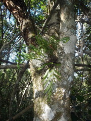 Polypodium ensiforme