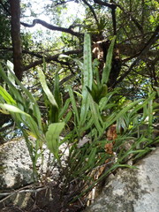 Polypodium ensiforme