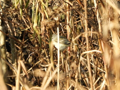 Camptostoma obsoletum