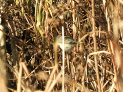 Camptostoma obsoletum