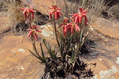 Aloe verecunda