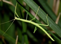 Phasmida