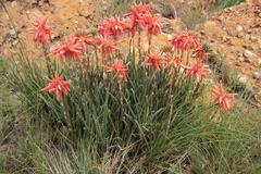 Aloe verecunda