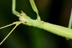 Phasmida