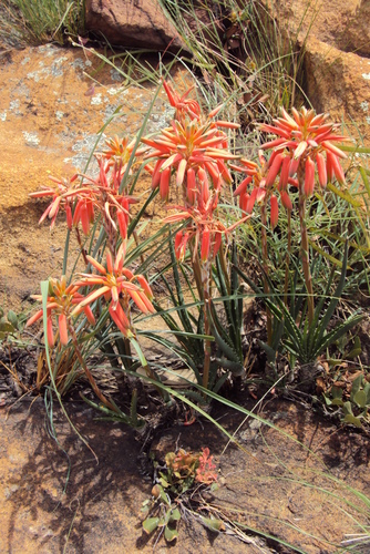 Aloe verecunda Pole-Evans