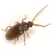 Toe-winged Beetles - Photo (c) Mike Quinn, Austin, TX, some rights reserved (CC BY-NC), uploaded by Mike Quinn, Austin, TX
