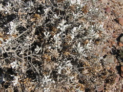 Berkheya cuneata