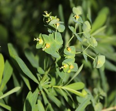 Euphorbia kraussiana