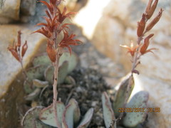 Adromischus triflorus