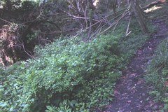 Euphorbia kraussiana