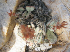 Adromischus triflorus
