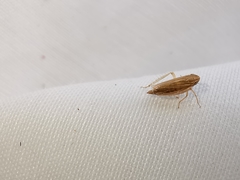 Mocydiopsis intermedia