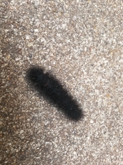 Hypercompe scribonia