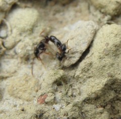 Leptogenys intermedia