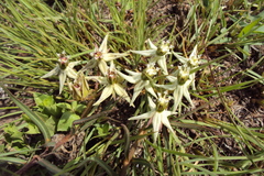 Asclepias eminens
