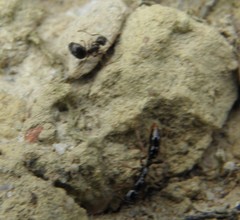 Leptogenys intermedia