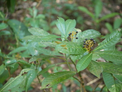 Psychotria flavida
