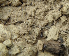 Leptogenys intermedia