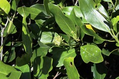 Olea capensis macrocarpa
