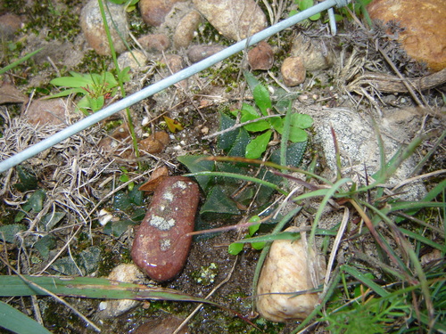 Haworthia mirabilis (Haw.) Haw. 2