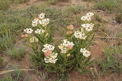 Pachycarpus schinzianus
