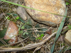 Haworthia mirabilis mirabilis