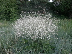 Crambe cordifolia