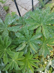 Lupinus polyphyllus