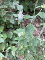 Galeopsis segetum