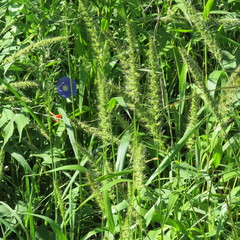 Setaria macrostachya