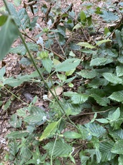 Galeopsis segetum