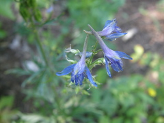 Delphinium schmalhausenii