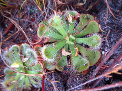 Drosera xerophila