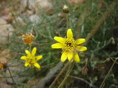 Heterolepis peduncularis