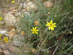 Heterolepis peduncularis
