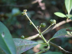 Psychotria nigra