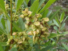 Platylophus trifoliatus