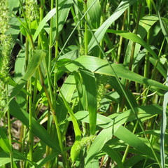 Setaria macrostachya