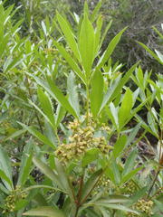 Platylophus trifoliatus