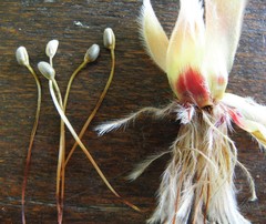 Mimetes capitulatus