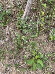 Galeopsis segetum