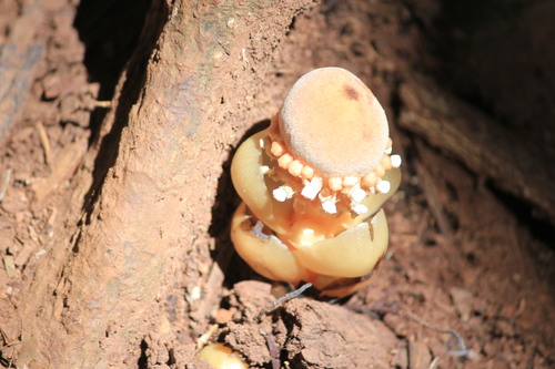 Balanophora fungosa iNat (3)