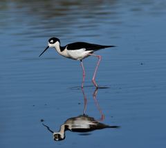Himantopus mexicanus mexicanus