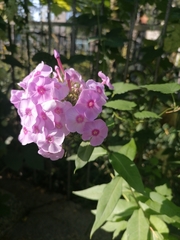Phlox paniculata