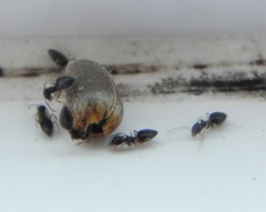 Technomyrmex pallipes