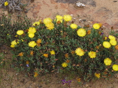 Lampranthus glaucus