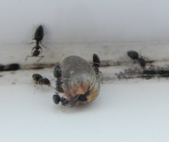 Technomyrmex pallipes
