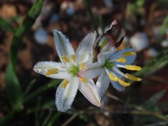 Chlorophytum graminifolium