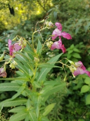Impatiens glandulifera