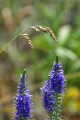 Veronica spicata